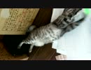激しく！じゃれるナナさん　