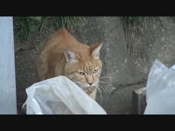 茶トラ猫、うんこを邪魔されてキレる