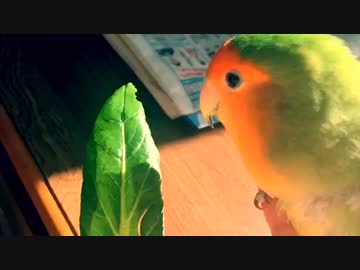 庭に来た野鳥に挨拶するインコ