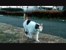 白っぽい三毛猫とパンダ猫