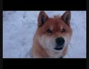 餌にしか興味を見せない柴犬
