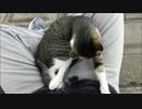 野良ぬこ「もうちょっといさせてや」