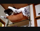 ハンモックからはみだしすぎの猫