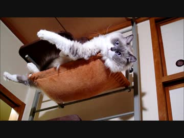 ハンモックからはみだしすぎの猫