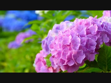 【男声四部合唱】虹を編めたら【歌ってみた】