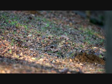 トラツグミのダンス
