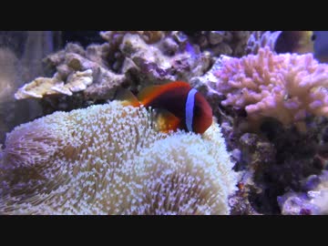 超浅場の海を作ろう！第11話 トリトン水質検査1回目