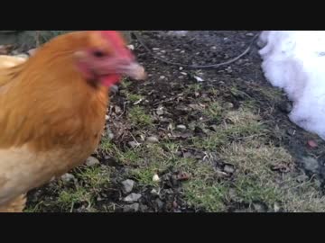 暖かくなって動き出したニワトリ