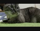 ジャンくんの家猫生活４年２ヶ月でふつうの猫　指で歯磨きもOK!