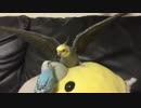 威嚇しながらも発情をやめないオカメインコ