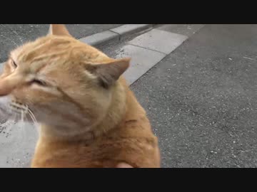 ボス猫、約3分間甘え鳴きっぱなし