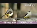 野鳥観察2016年2月13日
