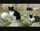 ぬこ家族「やっと暖かくなってきたぜ」