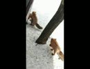キツネ美人と濃厚ハメ撮り