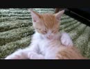 赤ちゃん猫、シャンプー後の入念なお手入れです(=^・・^=)