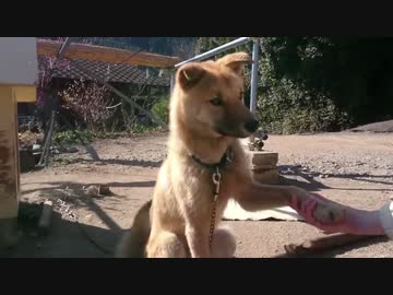 子犬のバレンタインデー(担当：うｐ主)