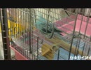 セキセイが水飲み場で水浴びするだけの動画