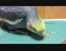 オカメがおやつを食べまくるのを眺めるだけの動画