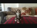 おどるねこ