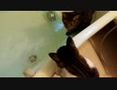 保護猫の１番風呂