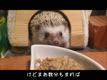 ハリネズモグモグ