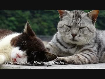 ほっこりした気持ちになるかもしれないBGM集