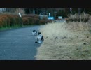 猫たちの力関係