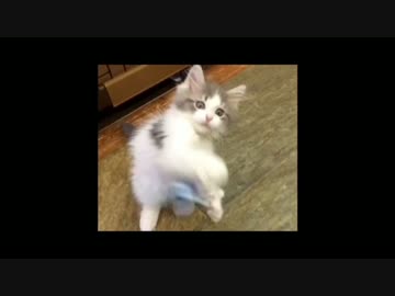 【生後4ヶ月】モフちゃんの成長 part.1