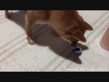 コマで遊ぶ柴犬