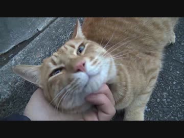 徘徊おじいちゃんと引きこもりニート（猫）