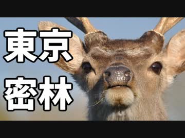 東京で弱肉強食トーキョージャングル実況プレイ【4】