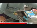 どこか部品が壊れたオカメインコ