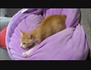 ルゥ君のフミフミが止まらない・・・(^_^;)