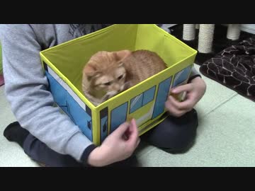 拾いねこ＠生後1320/1287日目　今月の爪きりー。