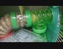 ハムスターのパイプくぐり