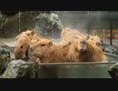 阿久市井戸動物園のお風呂