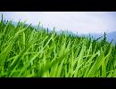 My Video