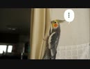 カーテンをよじ登って壁紙を毟り取るオカメインコ