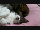 あーそこそこ