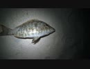 【三大高級魚】ハマフエフキダイを釣り上げろ【沖縄】
