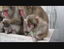 日本猿の面白い動画