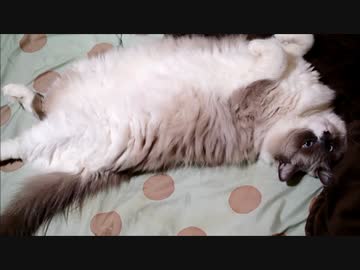 たぬこにちゅう