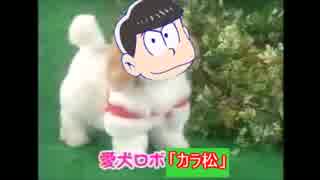 愛犬ロボ「カラ松」
