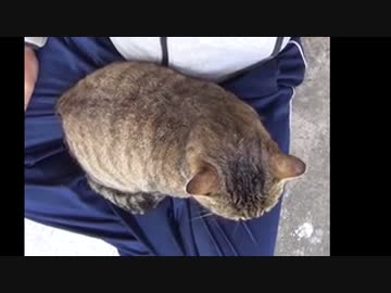 キジトラ猫