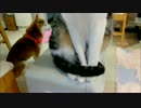 猫ミルキーのくるりんしっぽ　