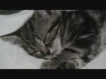 うちの猫の仔猫の頃の動画が出てきたでやんす 2