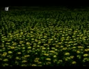 【弟切草 蘇生篇】アットホームなゲームをプレイ（実況付き）　2切草