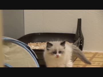 レオとしじみの新生活 Vol.16 　子猫からおにぃ猫へ