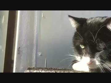 保護猫1号、病院ついでに他猫たちを行脚する