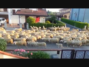 大量の羊が街を移動中（道草を食べてます）